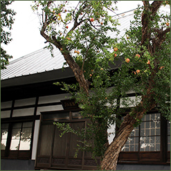 海島寺の特長